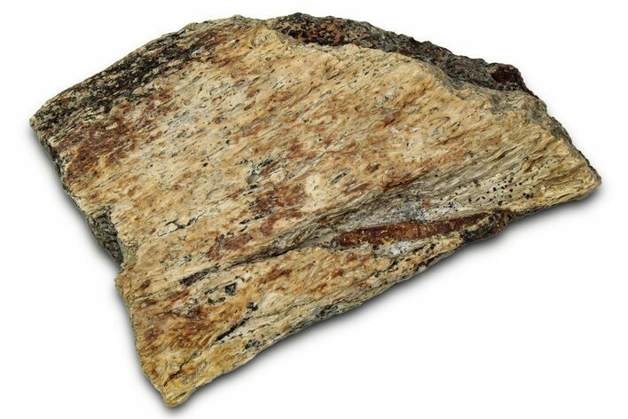 Dinosaur (Triceratops) Frill Shield Section - Montana #348076